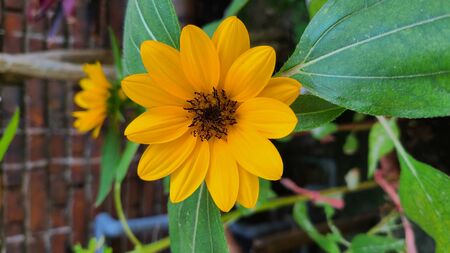 Sunflowerの写真素材