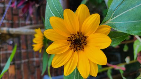 Sunflowerの写真素材