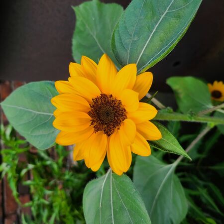 Sunflowerの写真素材