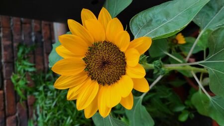 Sunflowerの写真素材