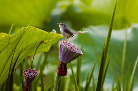 The bird house sparrow stands on the pond lotus leafの写真素材