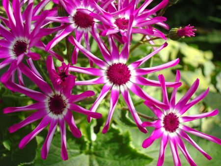 In the park is in full bloom purple flowersの写真素材