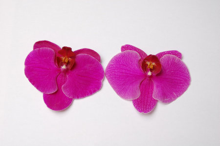 purple orchid on the white backgroundの写真素材