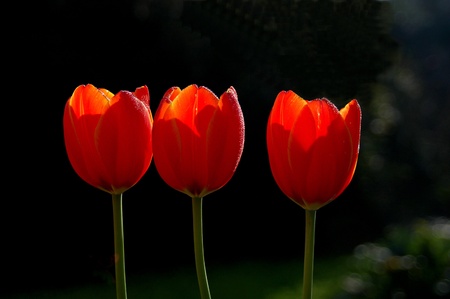 tulipの写真素材