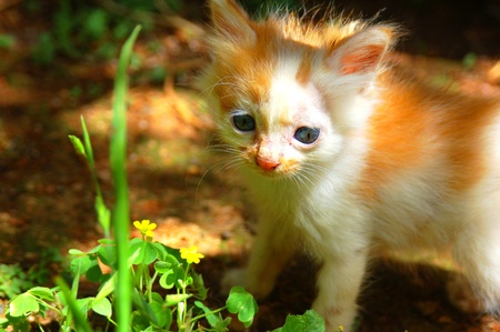 kittenの写真素材