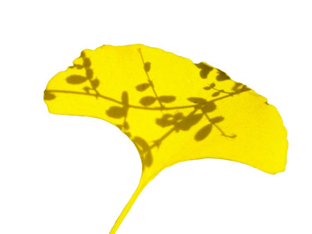 Ginkgo biloba leaves