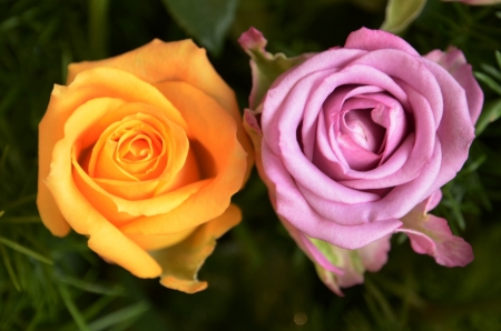 Two rosesの写真素材