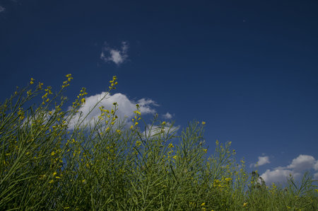 The blue sky and the rape flowers 