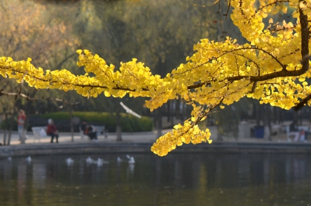 Ginkgo の写真素材