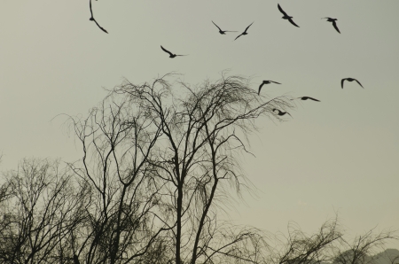 seagullsの写真素材