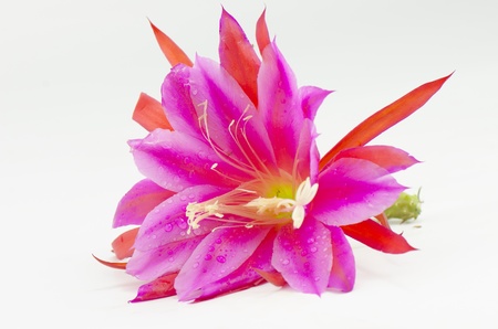 Nopalxochia の写真素材