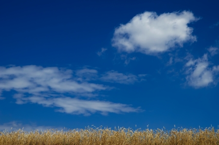 Wheat field の写真素材