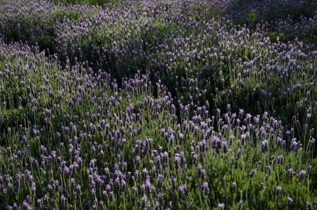Lavender の写真素材