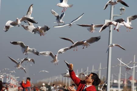 People with the seagulls ,in kunming,yunnan,chinaのeditorial素材