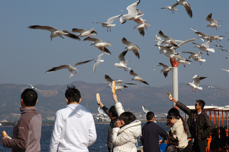 People with the seagulls ,in kunming,yunnan,chinaのeditorial素材