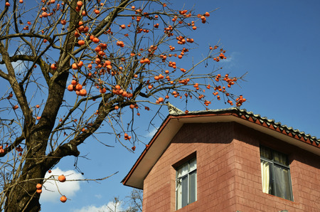 Farmhouseのeditorial素材