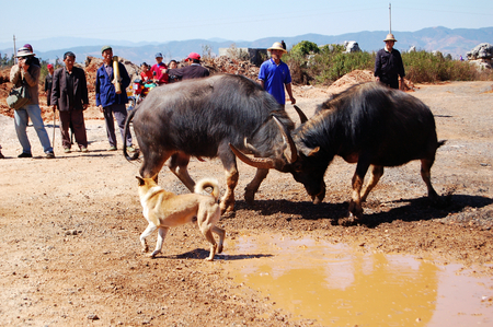 yi's ethnic Spring Festival Folk: the fighting bullのeditorial素材