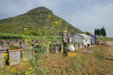 Luoping Rape Flowerのeditorial素材