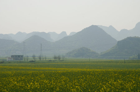 Luoping Rape Flower landscape scenery viewのeditorial素材