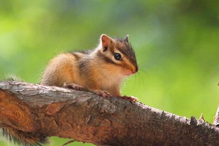 Ground Squirrel in Nami island Korea