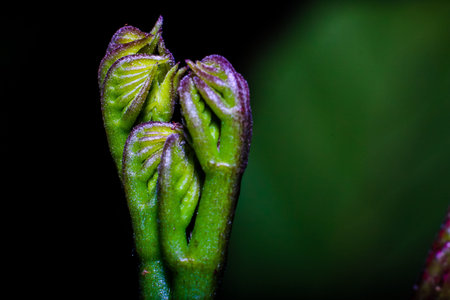 New shootの写真素材