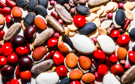 diversity of seedsの写真素材