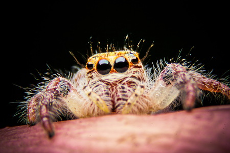jumping spider on fingerの写真素材
