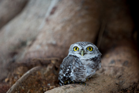 an isolated baby owl photoの写真素材