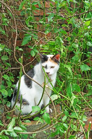 Cat at cat village in new taipei city.の写真素材