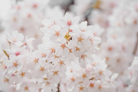 Cherry blossoms season,sakura flowers in Japanの写真素材