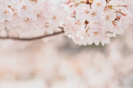 Cherry blossoms season,sakura flowers in Japanの写真素材