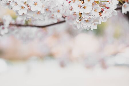 Cherry blossoms season,sakura flowers in Japanの写真素材