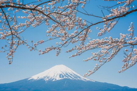 mt.Fuji in kawaguchiko lake,Kawaguchiko lake of Japan,Mount Fuji, Kawaguchi Lake, Japan,with,Spring Cherry blossoms, pink flowers,Cherry blossoms or Sakura and Mountain Fuji at the river in morningの写真素材