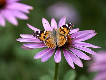 purple cone with painted ladyの写真素材