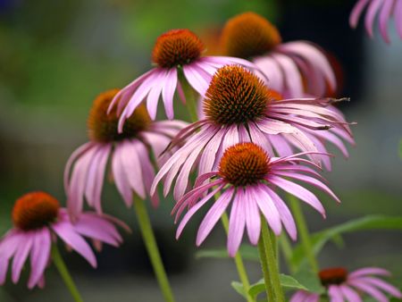 purple coneの写真素材