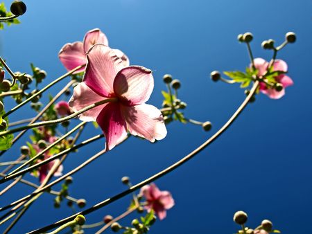 japanese anemoneの写真素材