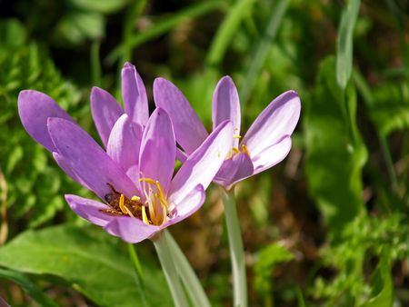 meadow saffron,Colchicum autumnaleの写真素材