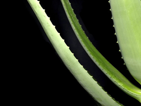 Aloe, medicine plant of the american nativeの写真素材