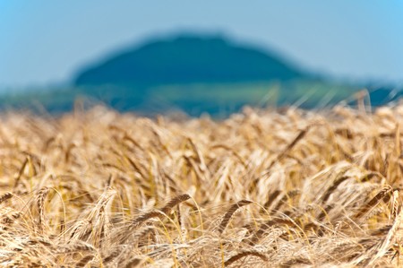 field of barleyの写真素材