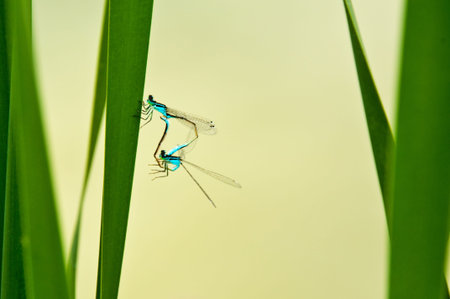 dragonfly, Ischnura elegans during reproductionの写真素材