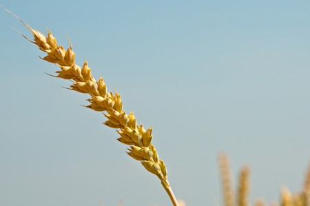 wheatの写真素材