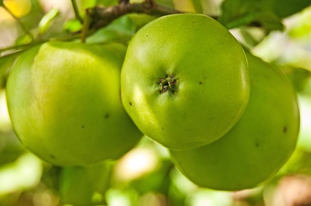 apples at a street saleの写真素材