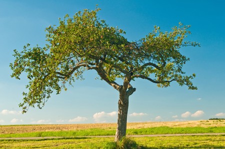 old treeの写真素材