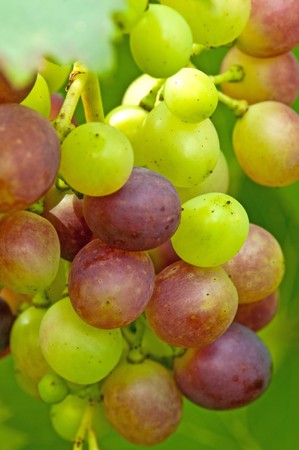  grapevine の写真素材