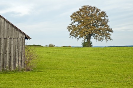 oak with barn in autumnの写真素材