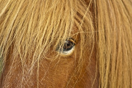 close-up of a horses headの写真素材