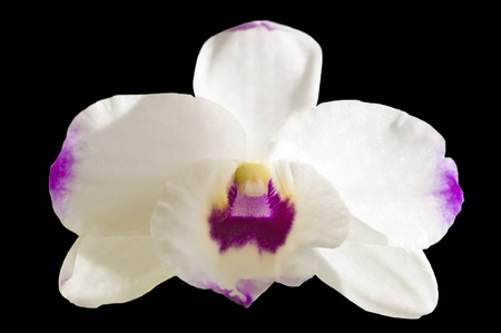 Dendrobium orchid cut-out on black backgroundの写真素材