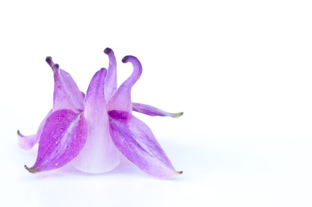 colombineの写真素材