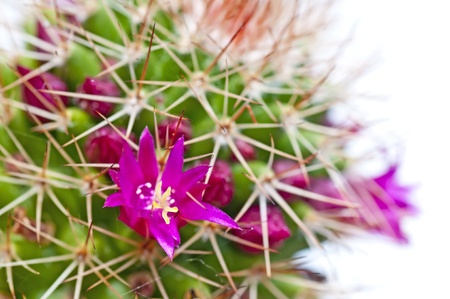 blooming cactusの写真素材