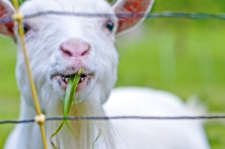 goatの写真素材